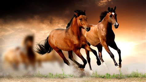 3,000+ Free Pony & Horse Images .